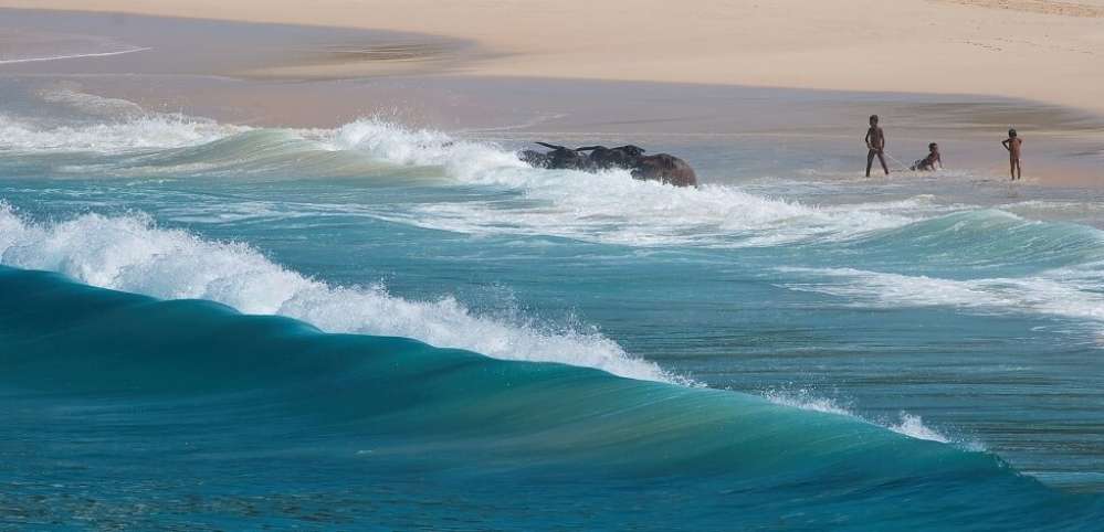 Buffalos Bathing on Nihiwatu Beach